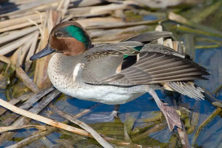 Green-Winged Teal, Birding Center, Port Aransas, Texas