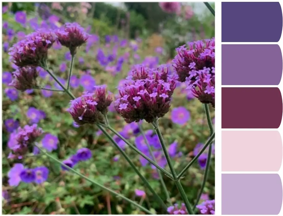 Lavender Color Palette