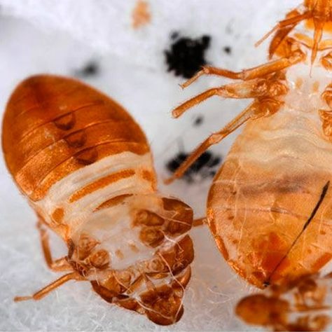 Bed bugs shed their skins as they grow