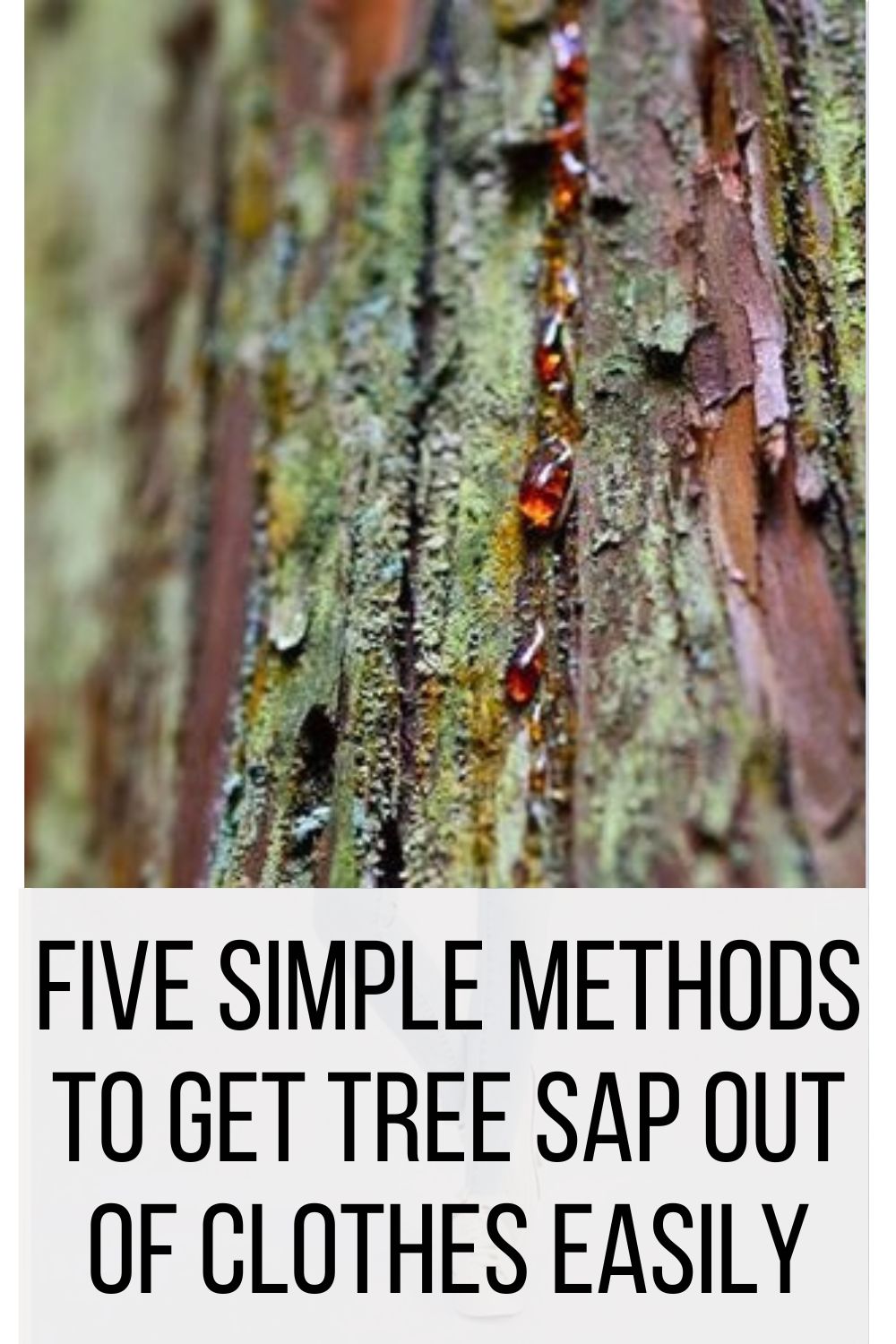 Five Simple Methods to Get Tree Sap Out of Clothes Easily