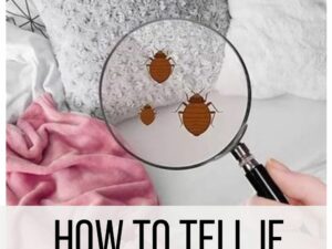 How to Tell If Bedbugs are in Your Clothes