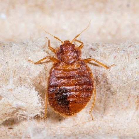Live bed bugs to Tell If Bed Bugs are in Your Clothes