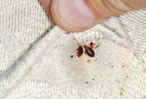 Musty odor to Tell If Bed Bugs are in Your Clothes