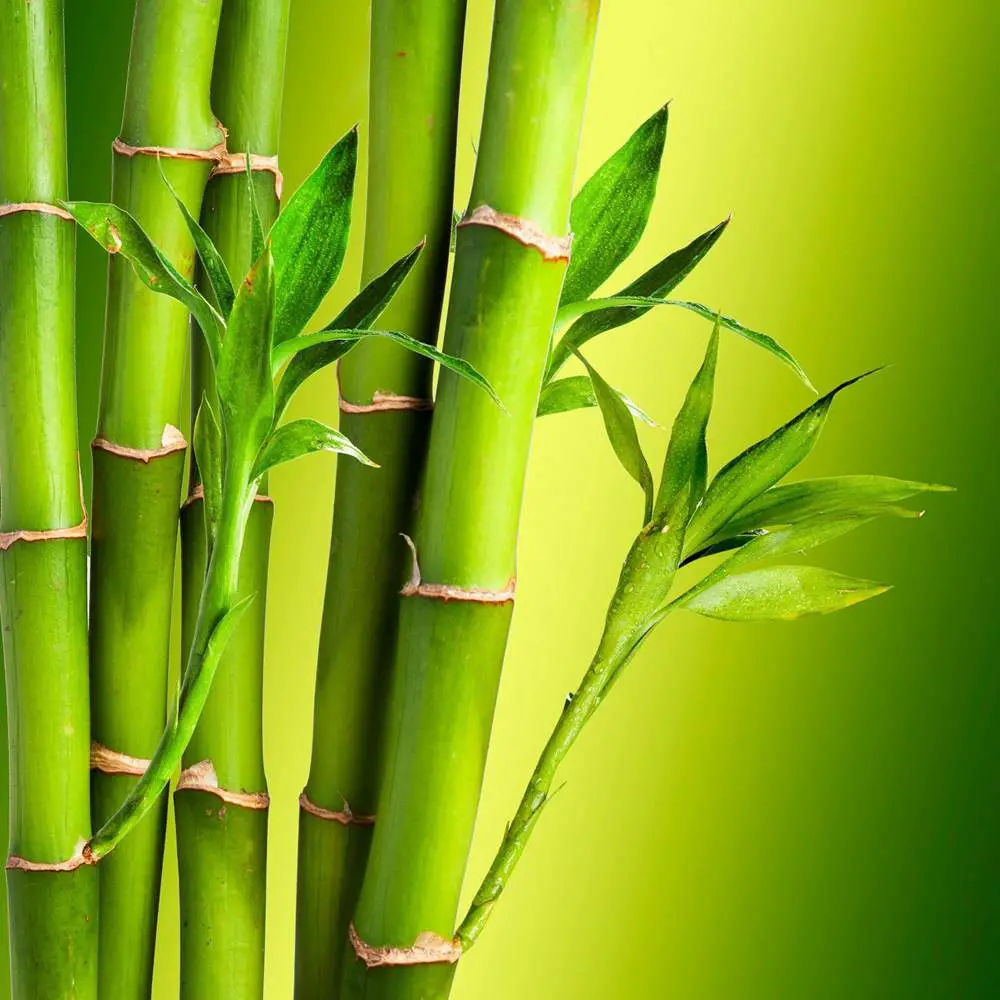 Bamboo