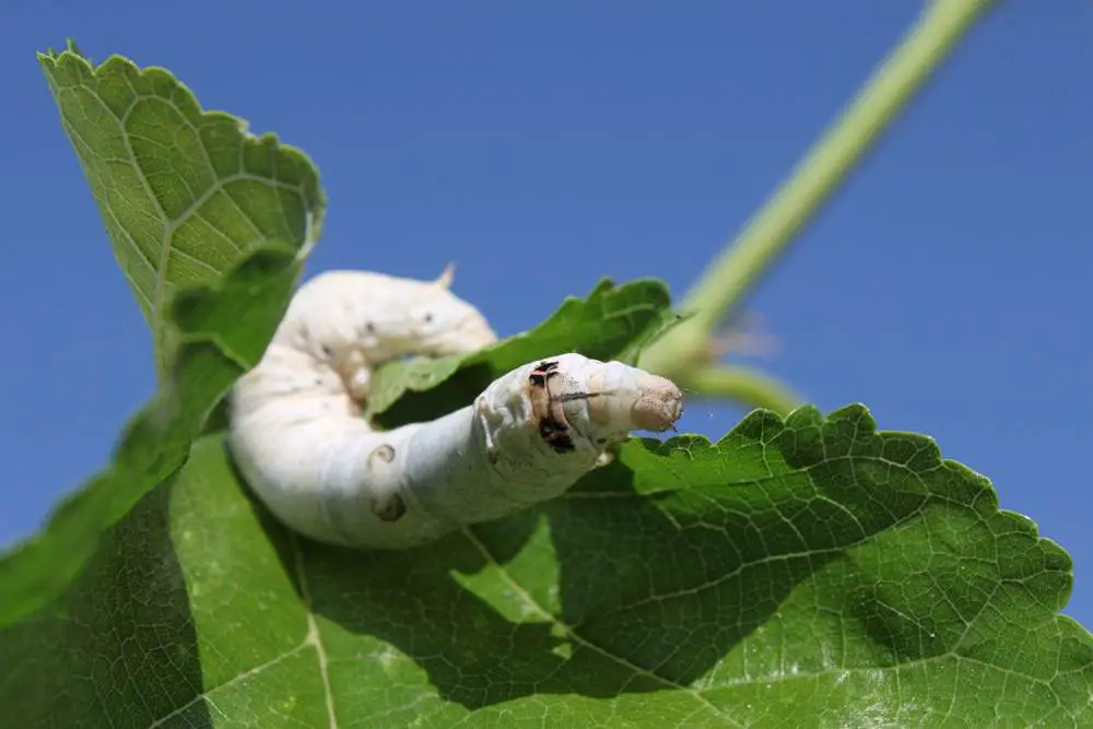 How is Mulberry Silk Made