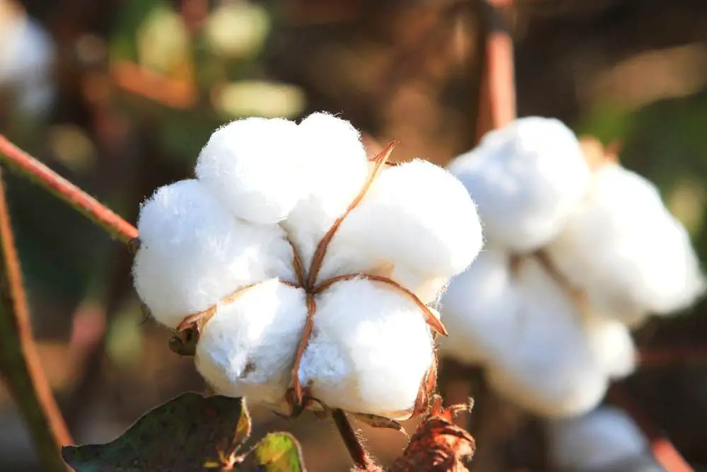 Where Does Cotton Come From