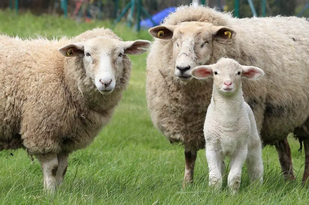 Where Does Wool Come From