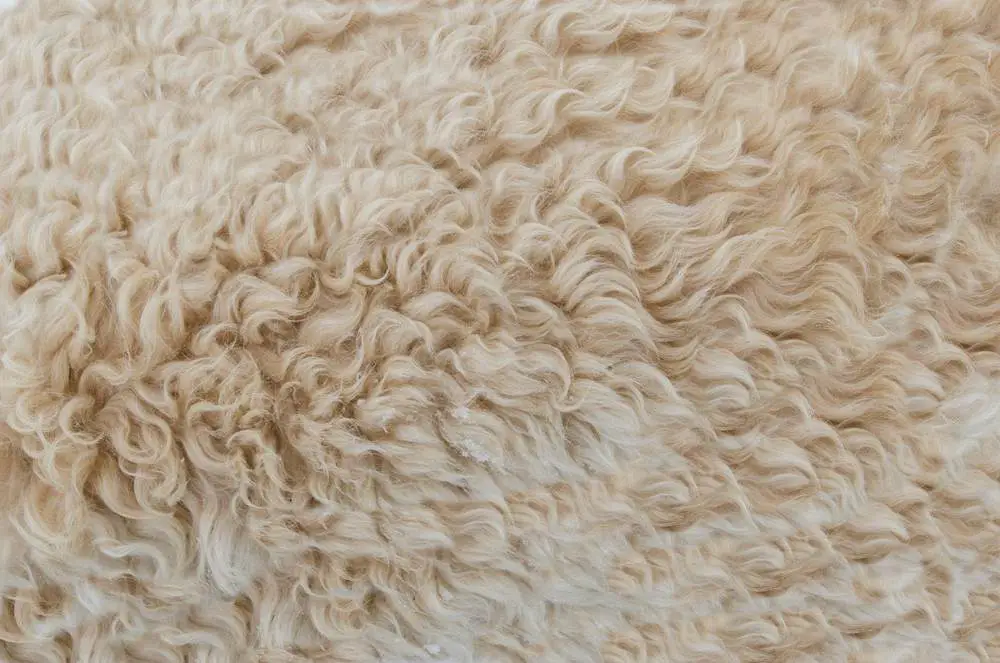 Wool